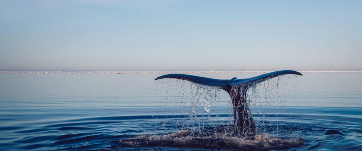 Intercepting Microplastics Before it Reaches the Human Organism